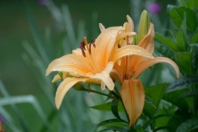 Close-up of orange day lily plant