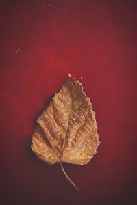 Close-up of dry maple leaf against red background