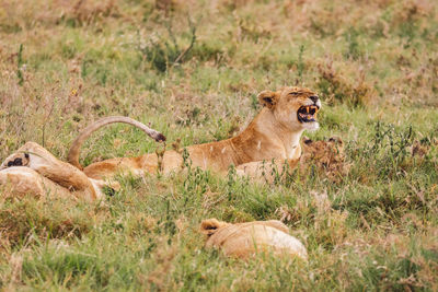 Lioness with cubs on a field