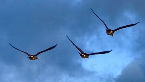 Low angle view of birds flying in sky