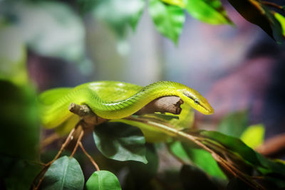 Close-up of yellow snake on plant