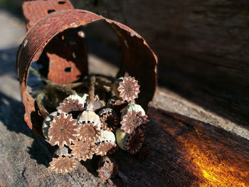 High angle view of flowering plant on table