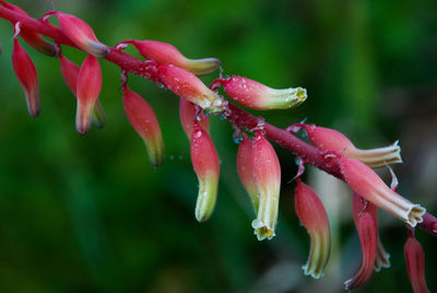 Close-up of wet red flowering plant