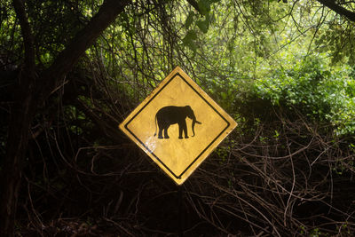 View of a horse in the forest