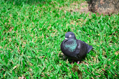 High angle view of duck on field