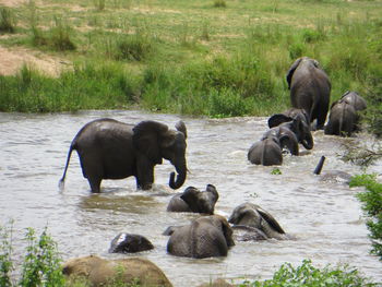 View of elephant drinking water in lake