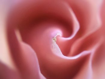 Macro shot of pink flower