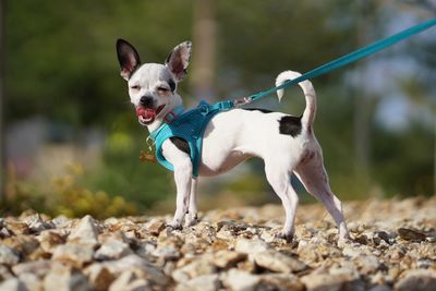 Portrait of a dog running on ground