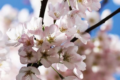 Close-up of cherry blossoms