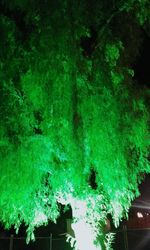 Close-up of illuminated tree at night