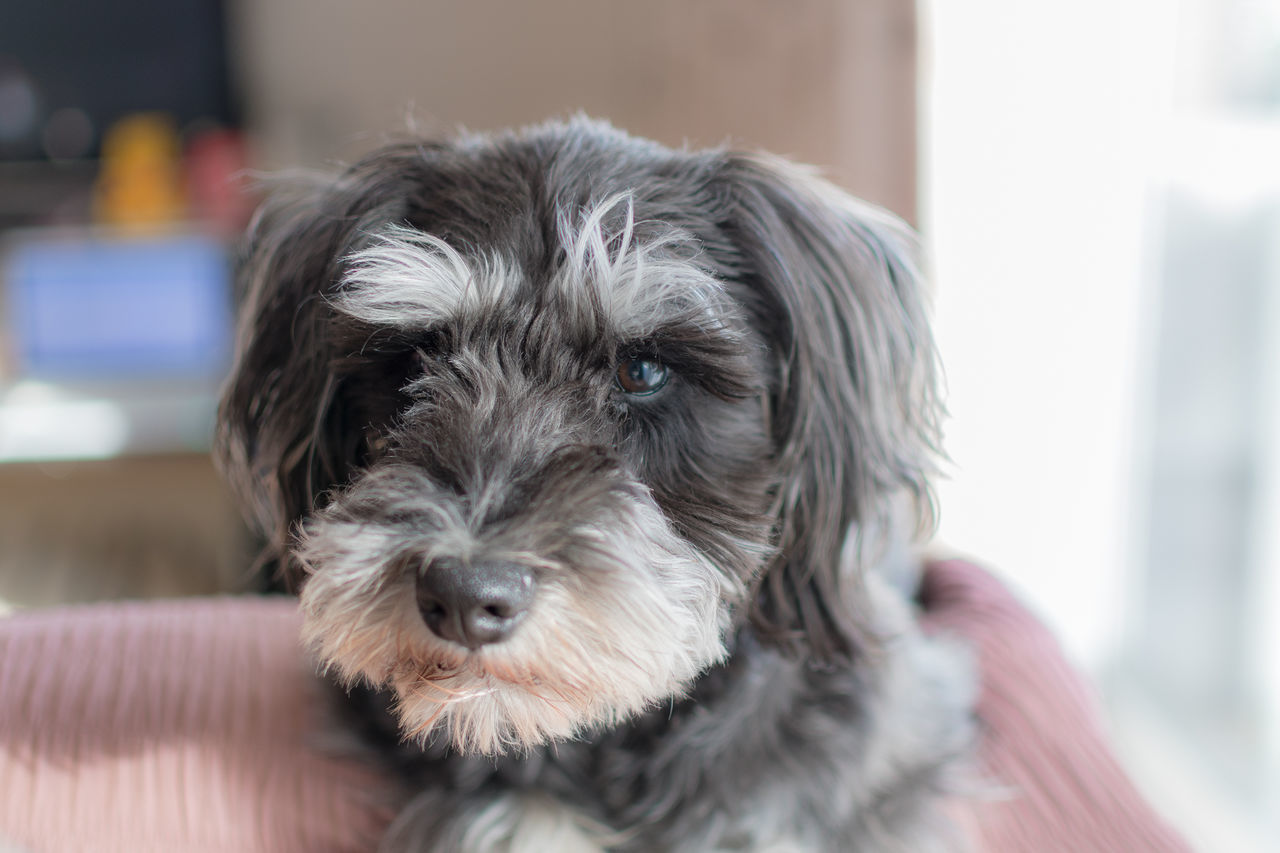 domestic animals, pets, canine, dog, domestic, one animal, mammal, animal themes, animal, focus on foreground, portrait, close-up, vertebrate, animal hair, looking at camera, indoors, animal body part, hair, home interior, animal head, no people, small, shih tzu, animal eye