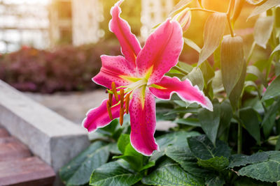 Close-up of pink flowering plant