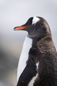 Close-up of gentoo penguin standing facing left