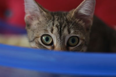 Close-up portrait of cat