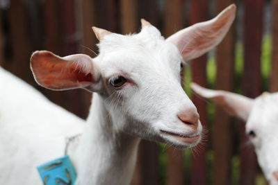 Close-up of baby goat