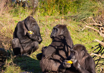 Gorilla family eating in a field