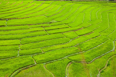 Full frame shot of agricultural field