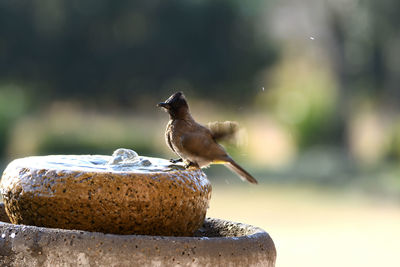 Close-up of bird perching