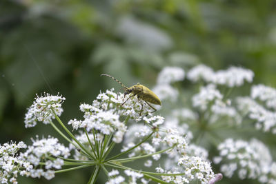 Close-up of insect on white flowers