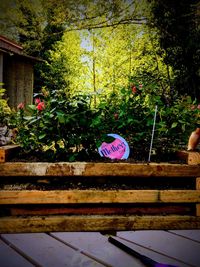 View of potted plants hanging from tree