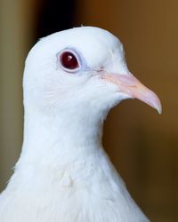 Close-up of a bird