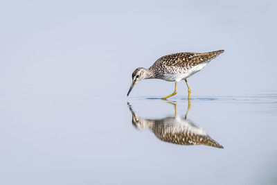 Reflection of sandpiper at beach