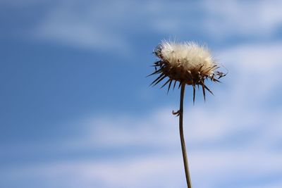 Close-up of wilted dandelion against sky