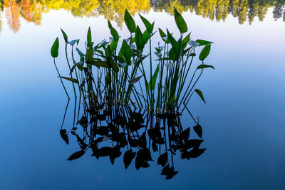 Plant floating on lake against sky