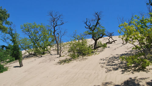 Trees by road against clear blue sky