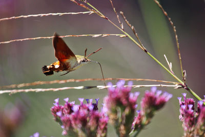 African hummingbird hawk-moth macroglossum trochilus pollinating a flower