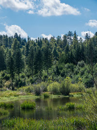 Scenic view of lake amidst trees in forest against sky