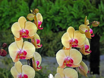 Close-up of orchids blooming outdoors