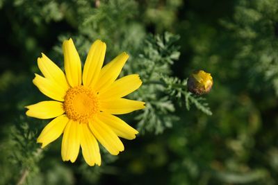 Close-up of yellow flowering plant