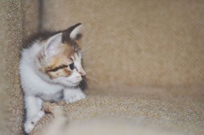 High angle view of kitten relaxing on floor