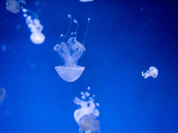 Close-up of jellyfish in aquarium