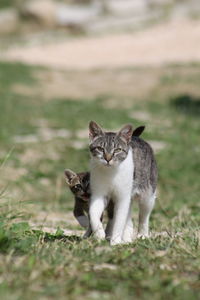 Portrait of cat