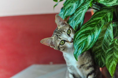 Close-up portrait of a cat