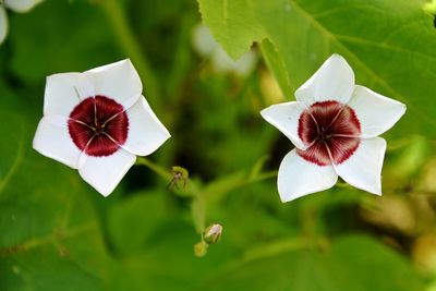 High angle view of white flowers blooming at park