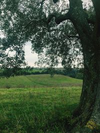 Trees growing in field