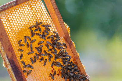 Close-up of bee on leaf