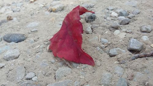 Close-up of red crab on sand