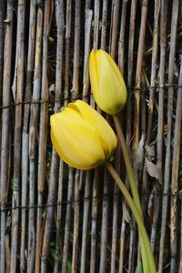 Close-up of yellow flower growing on tree