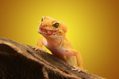 Close-up of a lizard