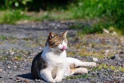 Cat sitting on a field