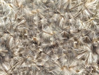 Close-up of a full frame of weeds seeds