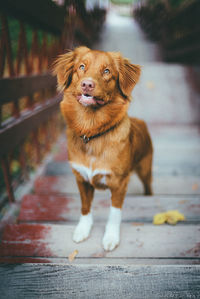 Portrait of puppy looking away