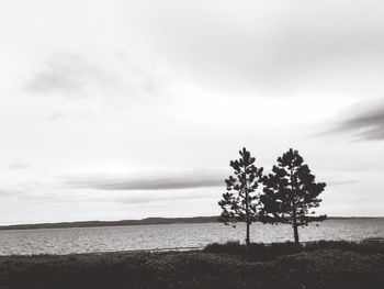 Silhouette of trees at lakeshore