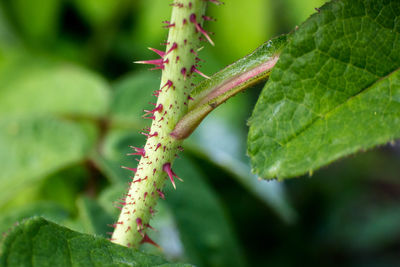 Close-up of insect on plant