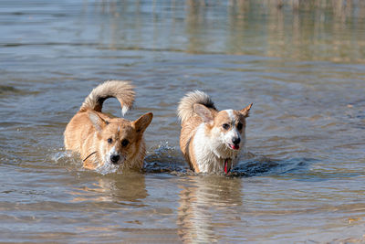 Several happy welsh corgi pembroke dogs playing and jumping in the water on the sandy beach