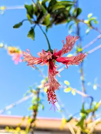 Low angle view of pink flowering plant against sky